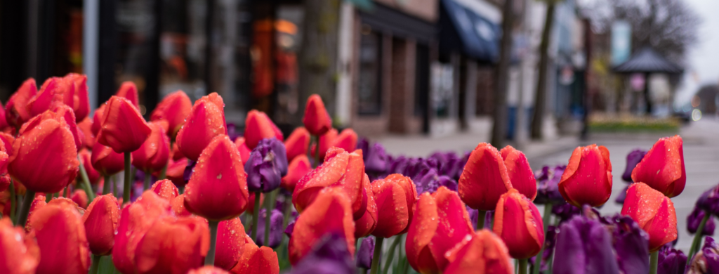 Holland flowers